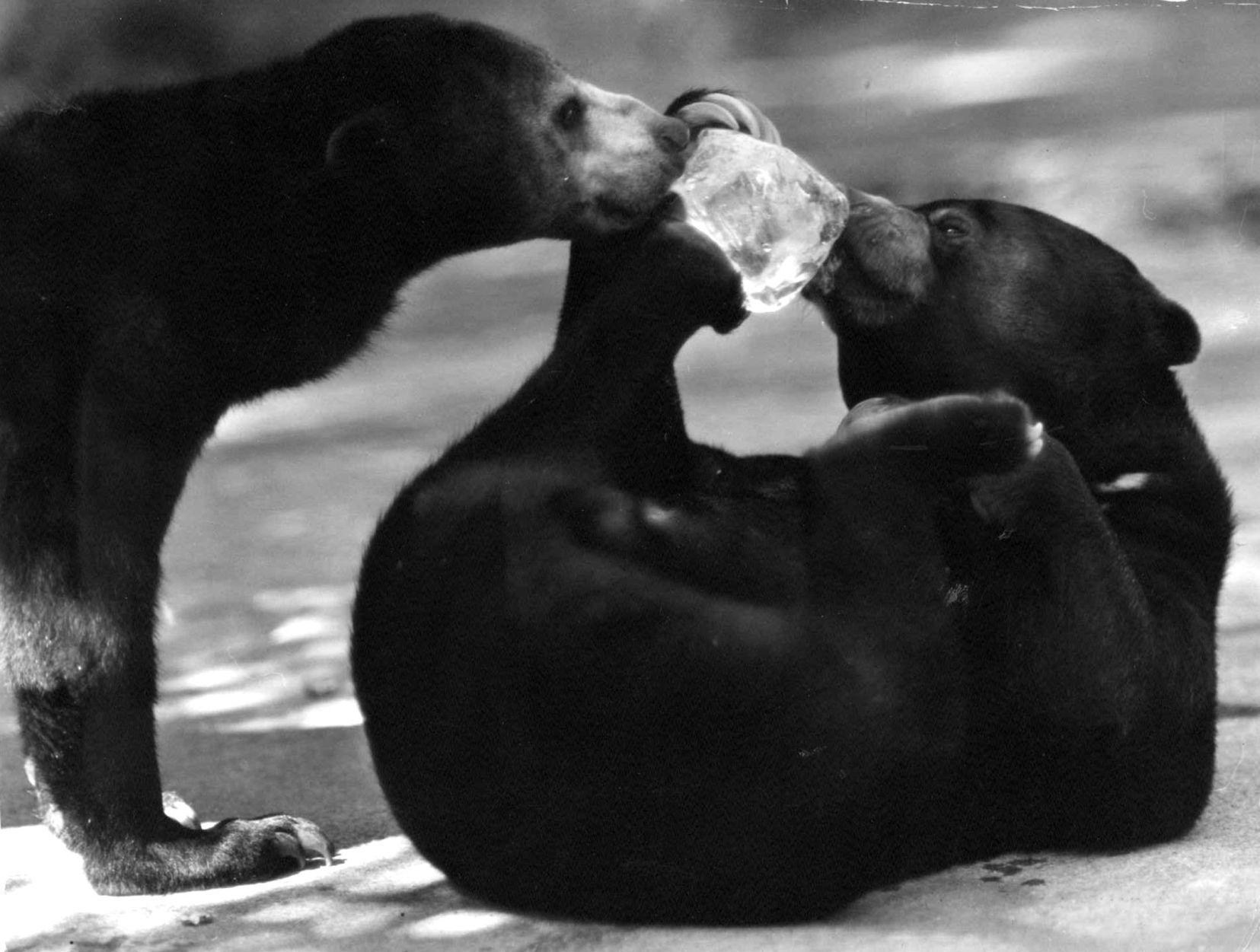 Bears at the St. Louis Zoo in 1939